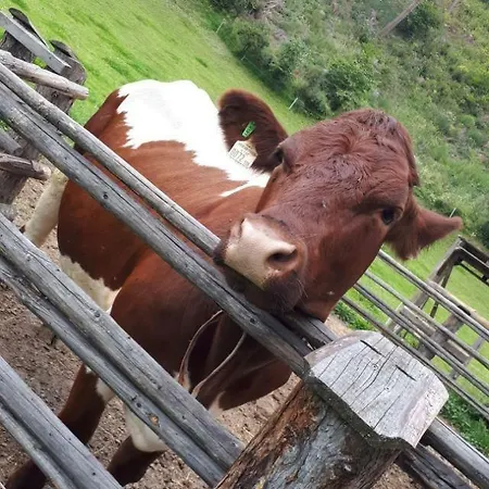 Sagmeister Wirtgut St. Andrae Vakantieboerderij